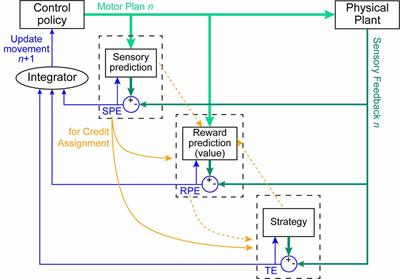 Mechanisms of Human Motor Learning Do Not Function Independently